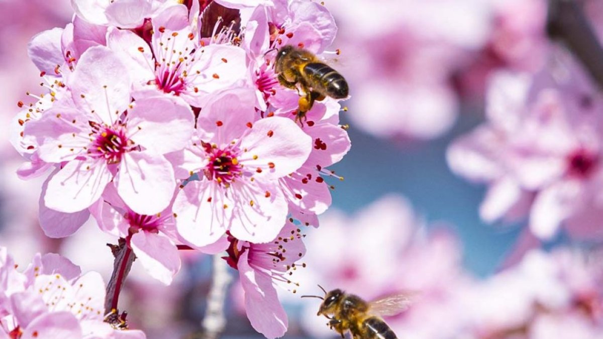 Abejas polinizando flores.