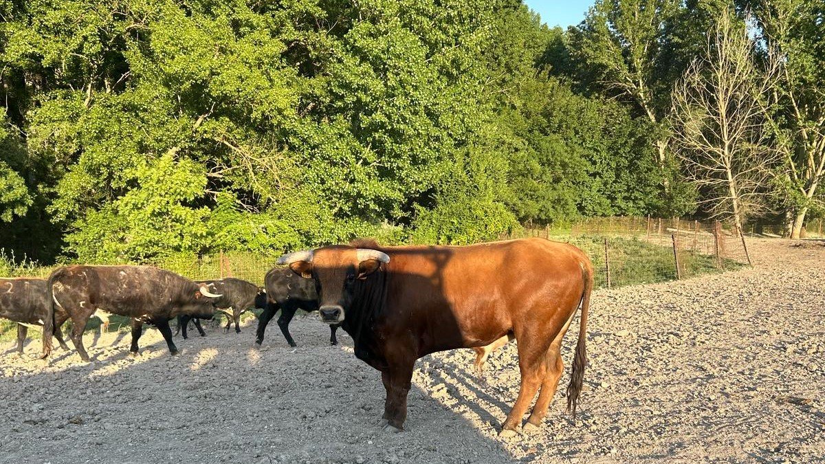 Una de las reses de San Juan.