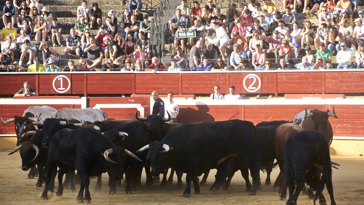 Desencajonamiento en plaza de toros.