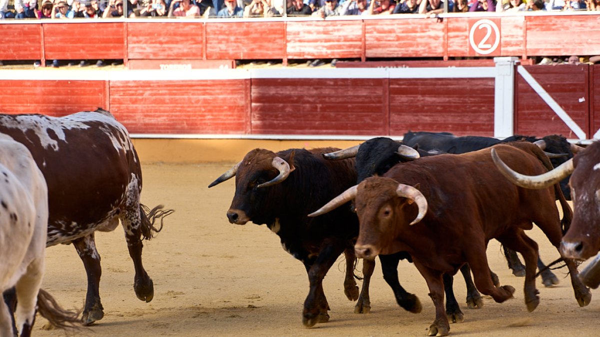 Un numeroso público desafió lo temprano de la hora para contemplar cómo son las reses a las que se enfrentarán los novilleros el Viernes de Toros.