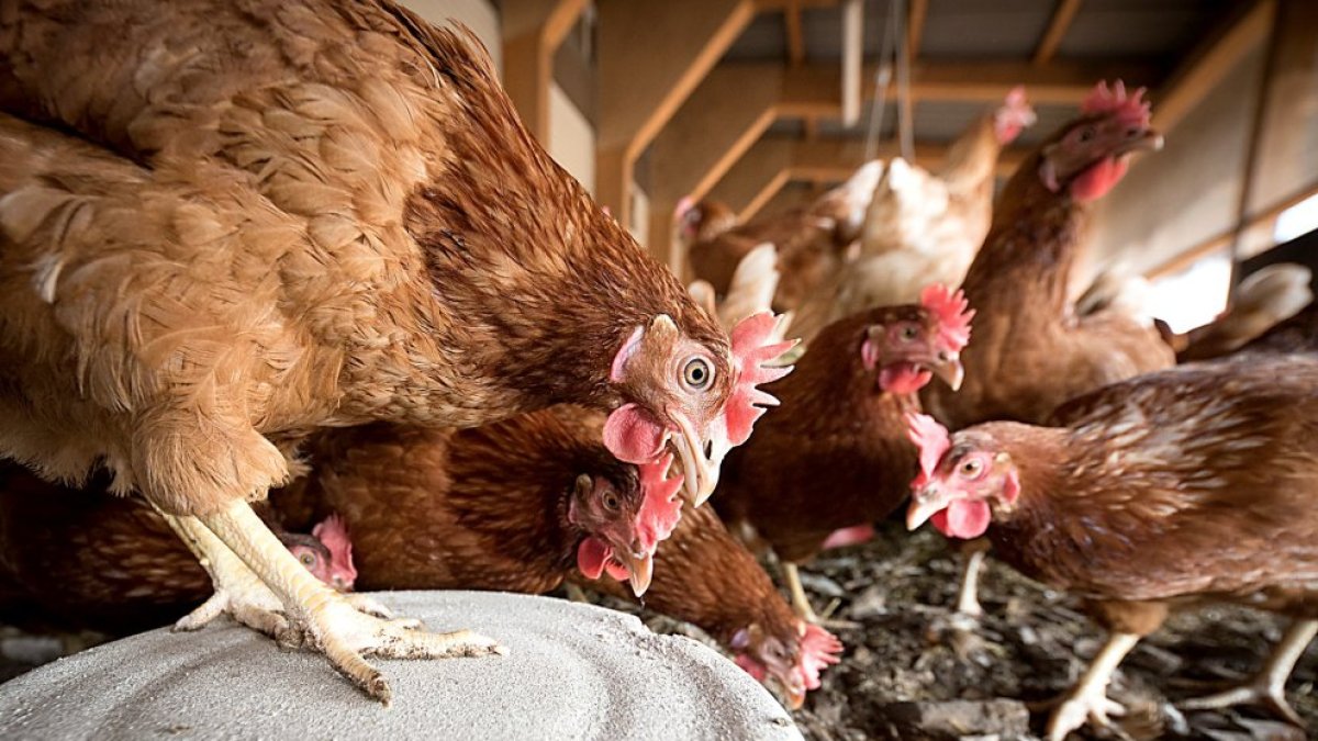 Gallinas en una explotación.