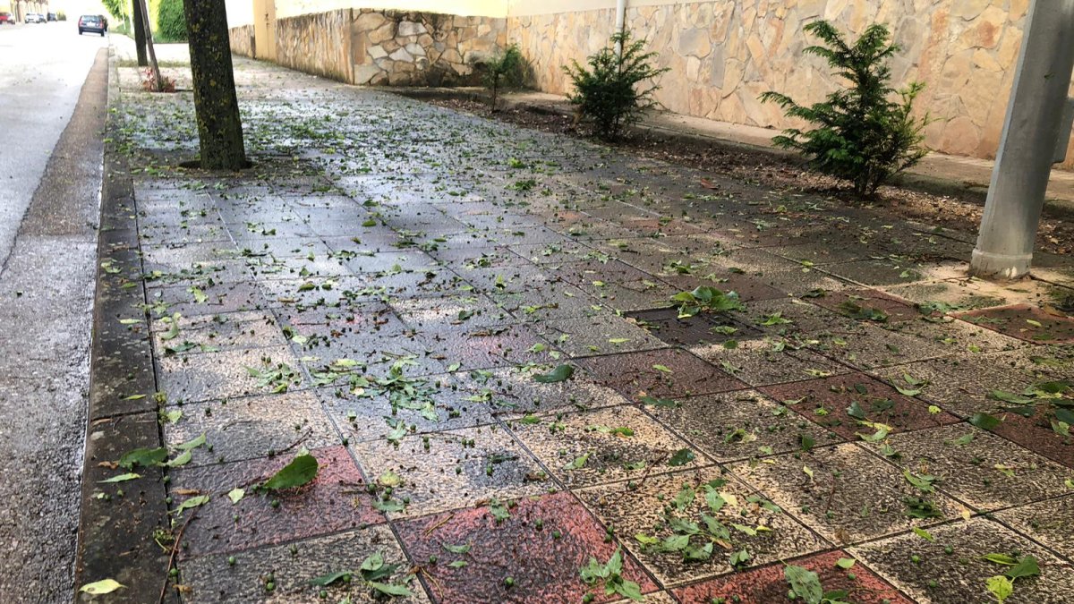 Hojas tiradas por el granizo en El Burgo de Osma.