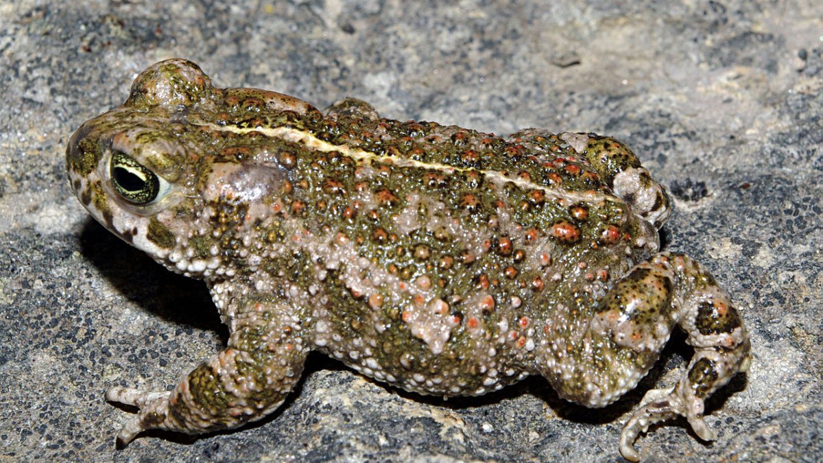 Las copiosas lluvias de los últimos meses son muy positivas para las poblaciones de reptiles y anfibios que habitan en Soria.