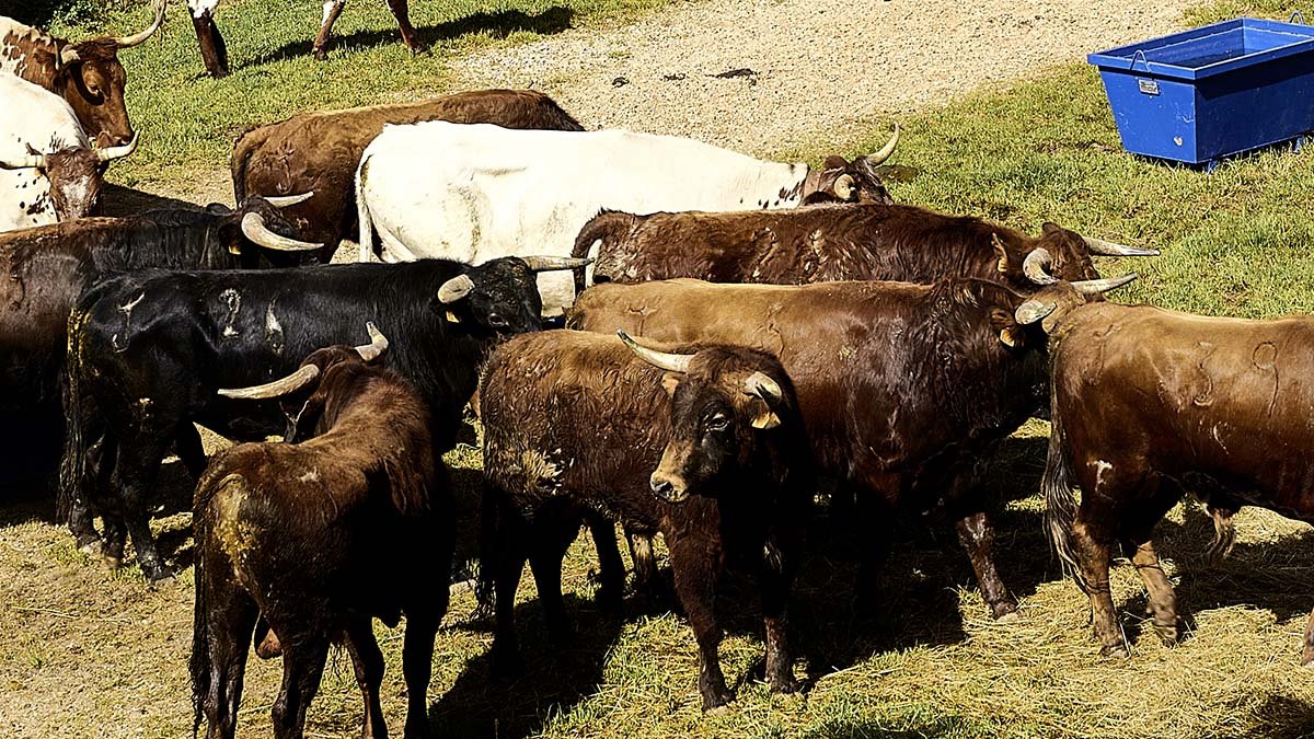 Los astados que protagonizarán el festejo del Lavalenguas.