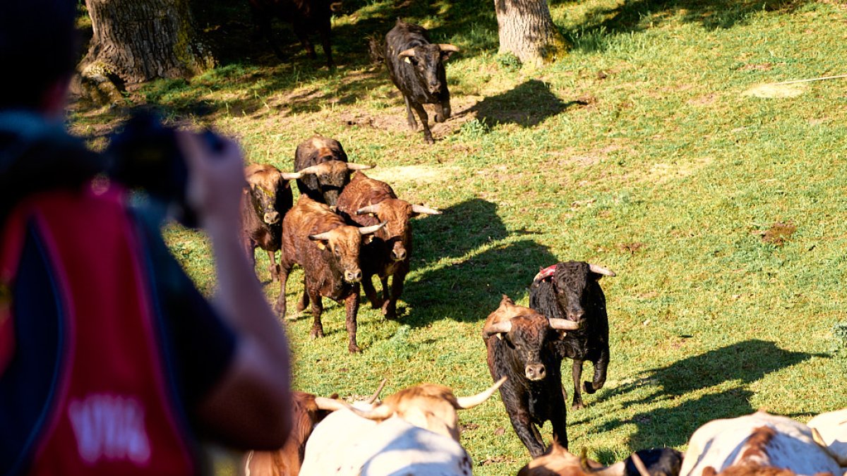 El rápido encierro matutino y el ambiente protagonizan la mañana del Lavalenguas en Valonsadero.