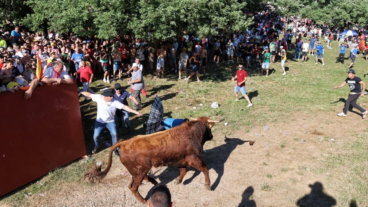 Salida de uno de los toros de los corrales en el Lavalenguas.