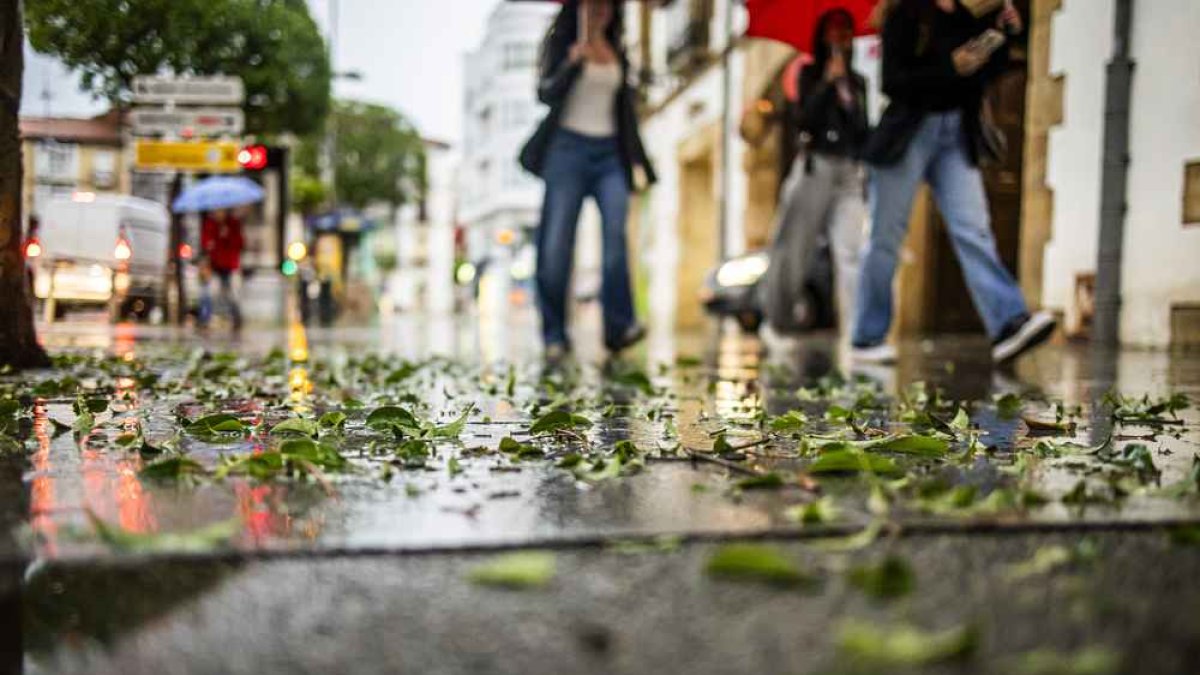 Restos vegetales tras una tormenta en Soria.