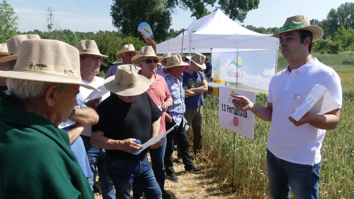 Más de 250 socios e invitados visitan la parcela de ensayos de cultivos de Copiso.