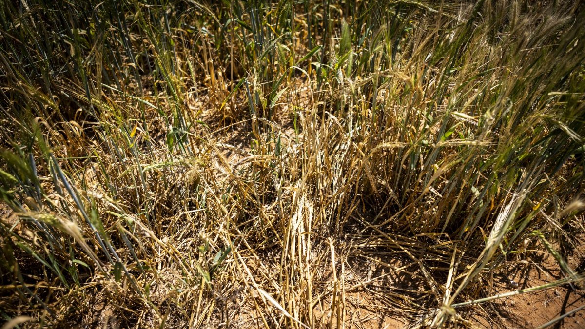 Las tormentas arrasan en dos días 24.000 hectáreas de cultivos, sobre todo herbáceos.