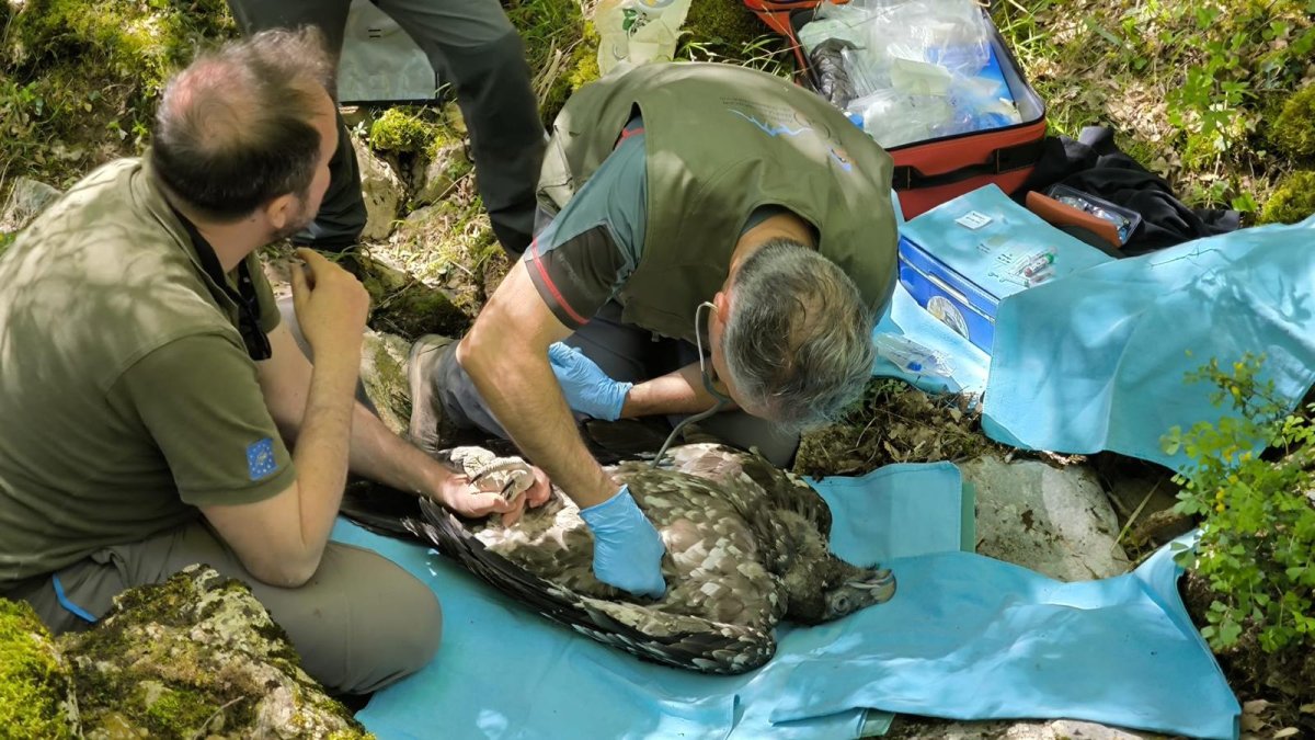 Personal de Medio Ambiente con un ejemplar de quebrantahuesos.