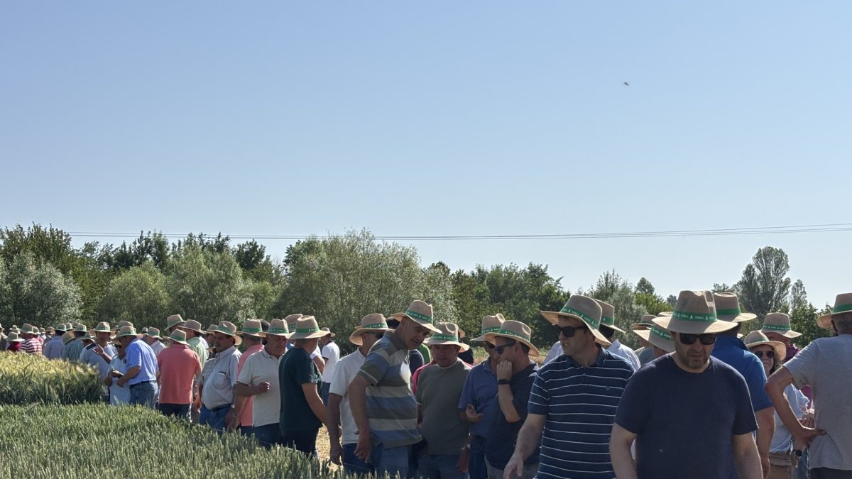 300 agricultores visitan los campos de ensayo de Almazán.