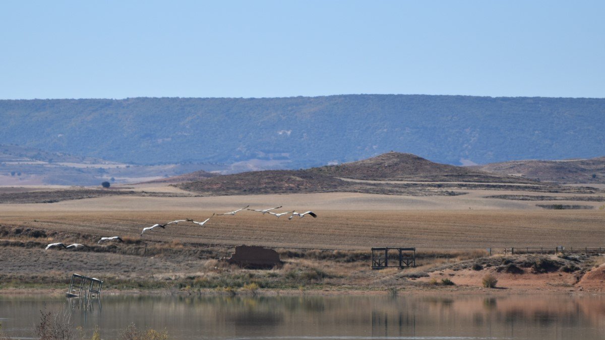 Una bandada de aves sobrevuela el embalse de Monteagudo.