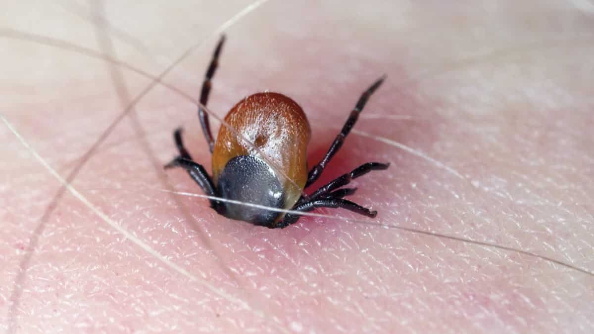 Soria registra 41 picaduras de garrapata en lo que va de año.