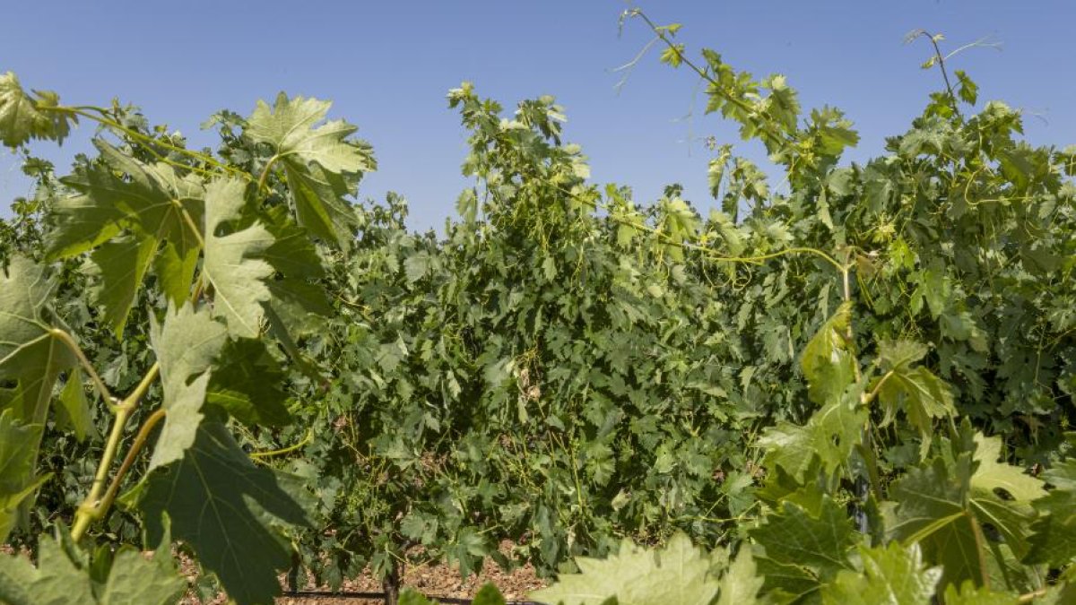Viñas en una parcela de Soria.