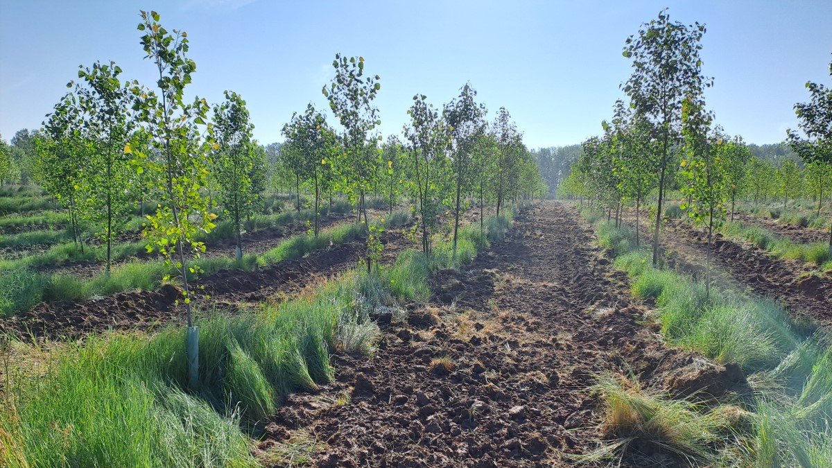 Plantaciones de la CHD en Cubo de la Solana.