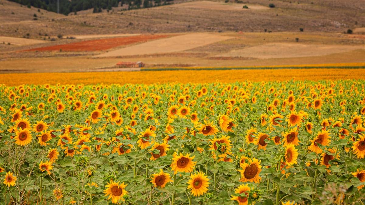 Campo de girasol.