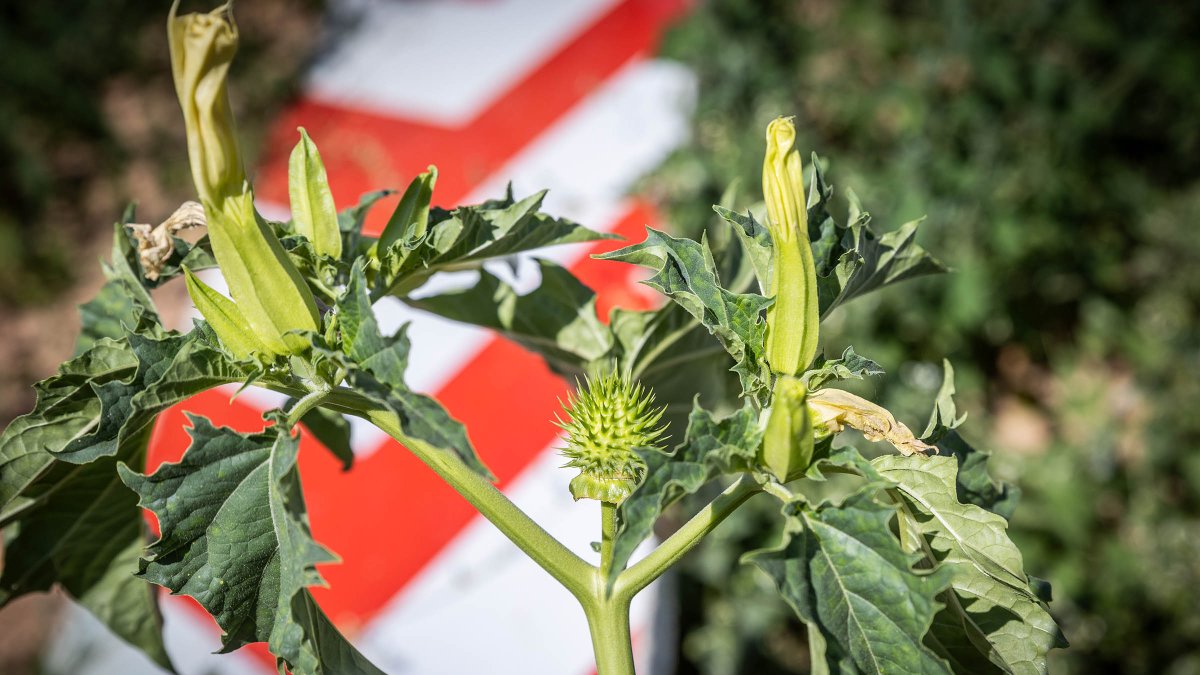 La planta venenosa que se ha adueñado del centro de la capital.