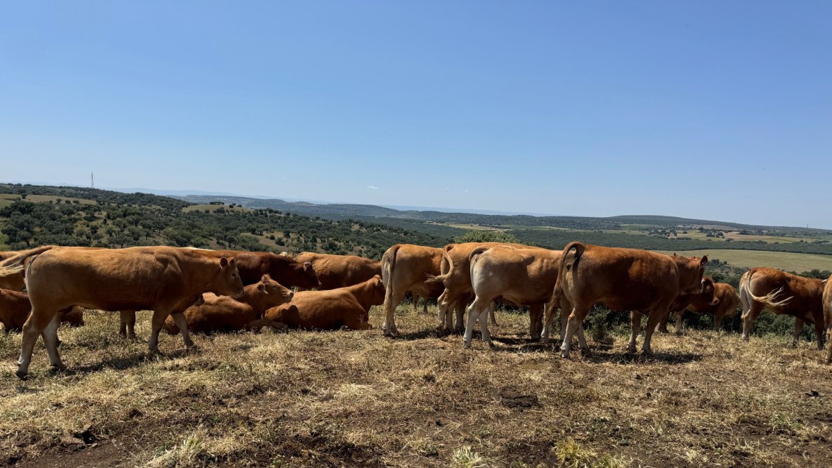 Animales en la finca de la Malanquilla.