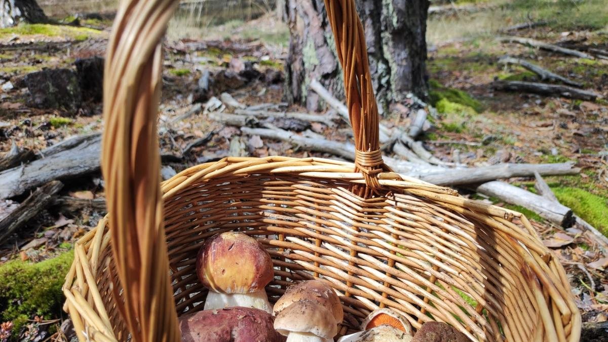 Setas encontradas en un monte de Soria ya en la cesta.
