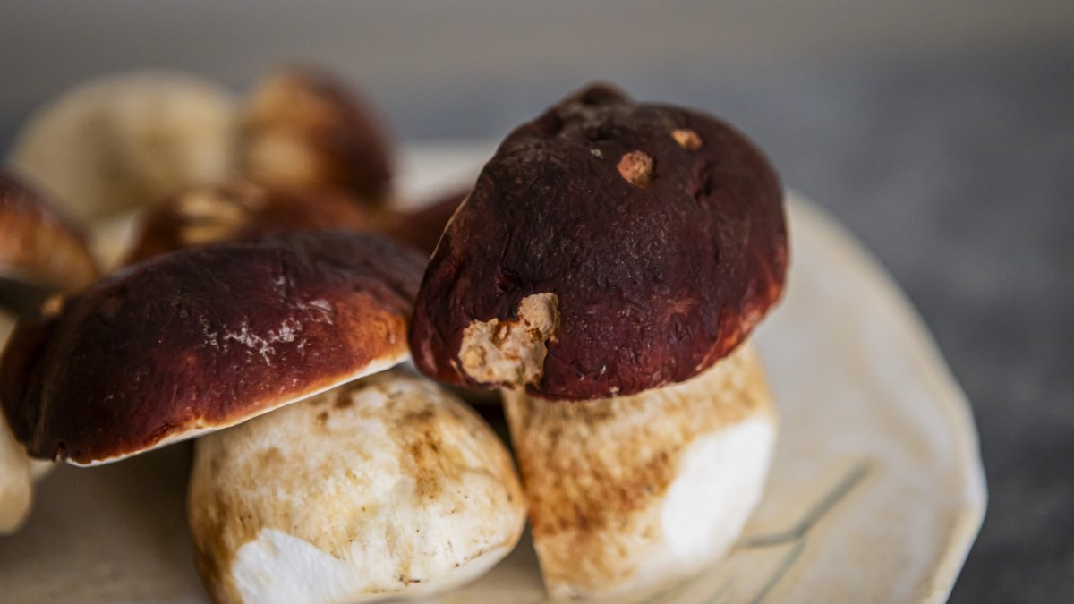 Hongos pinícolas.
