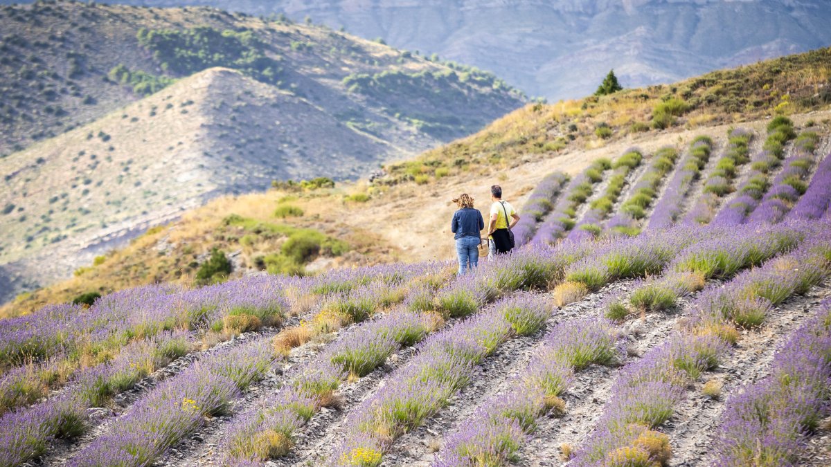 Campos de lavanda en San Felices.