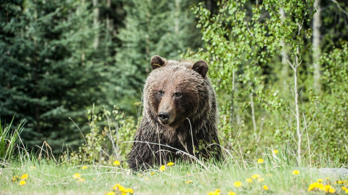 Oso en un monte.
