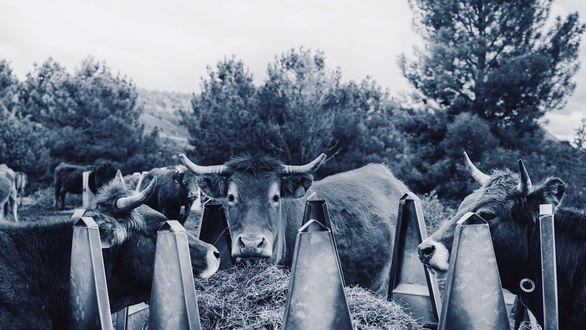 Una de las fotografías que se expondrán en Santa María de las Hoyas.