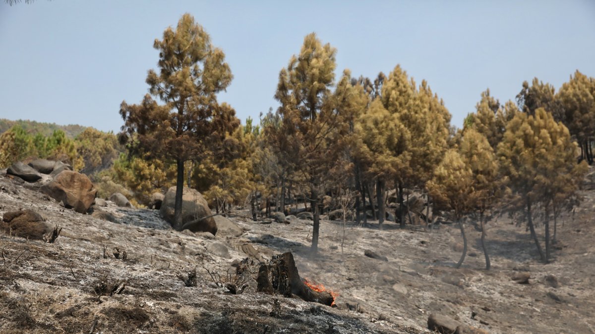 Campo quemado por el fuego, a 31 de julio de 2025, en Cuevas del Valle, Ávila, Castilla y León (España).