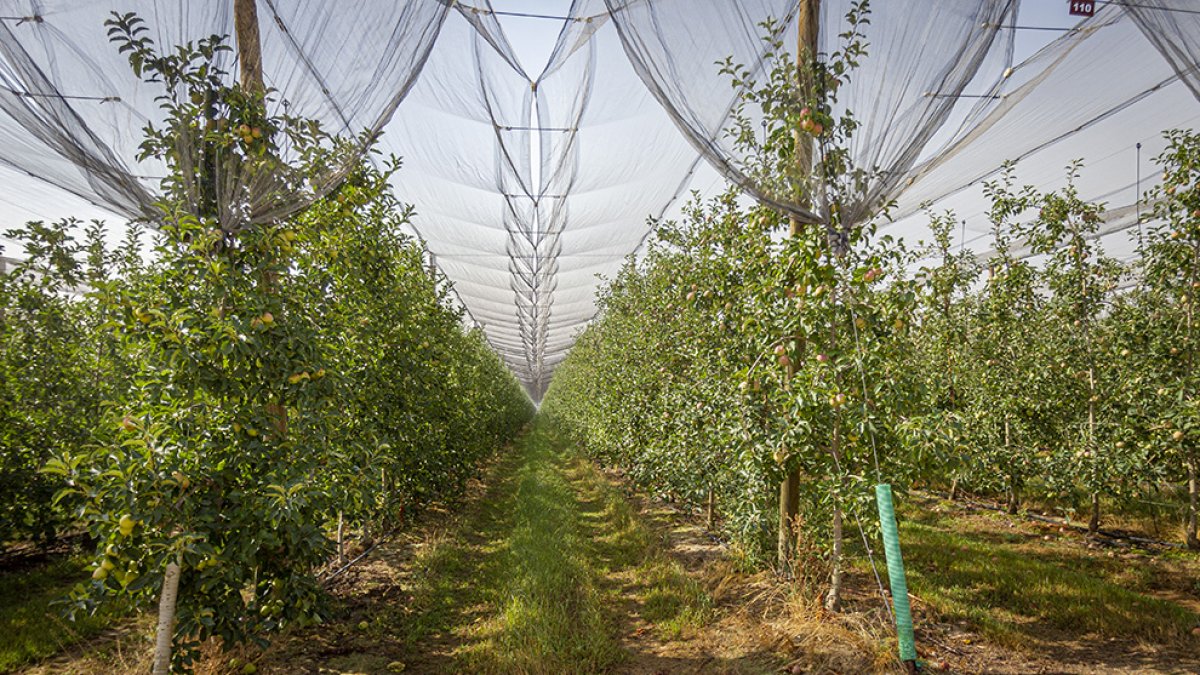 Plantación de manzanos de Nufri en La Rasa.