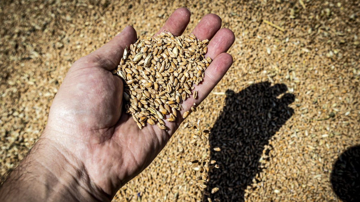 Copiso espera comercializar este año 280.000 toneladas de cereal.