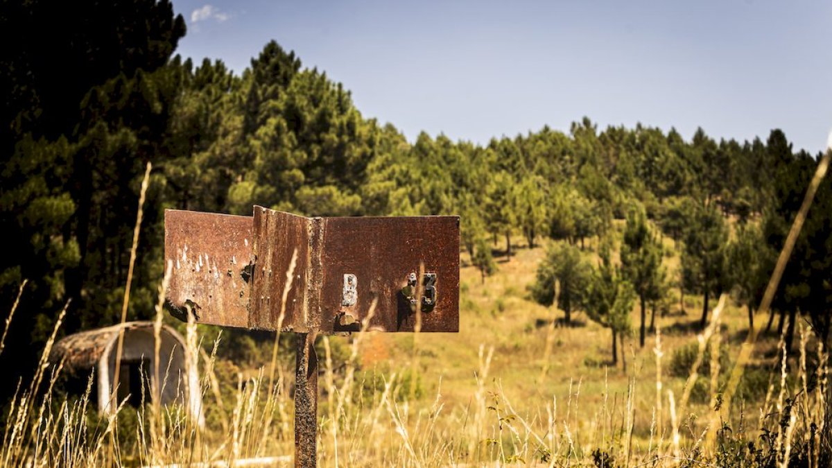 El bosque va recuperando su porte y su esencia