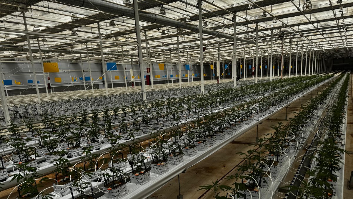 Vista parcial del invernadero de Ondara con el cannabis ya en proceso de cultivo