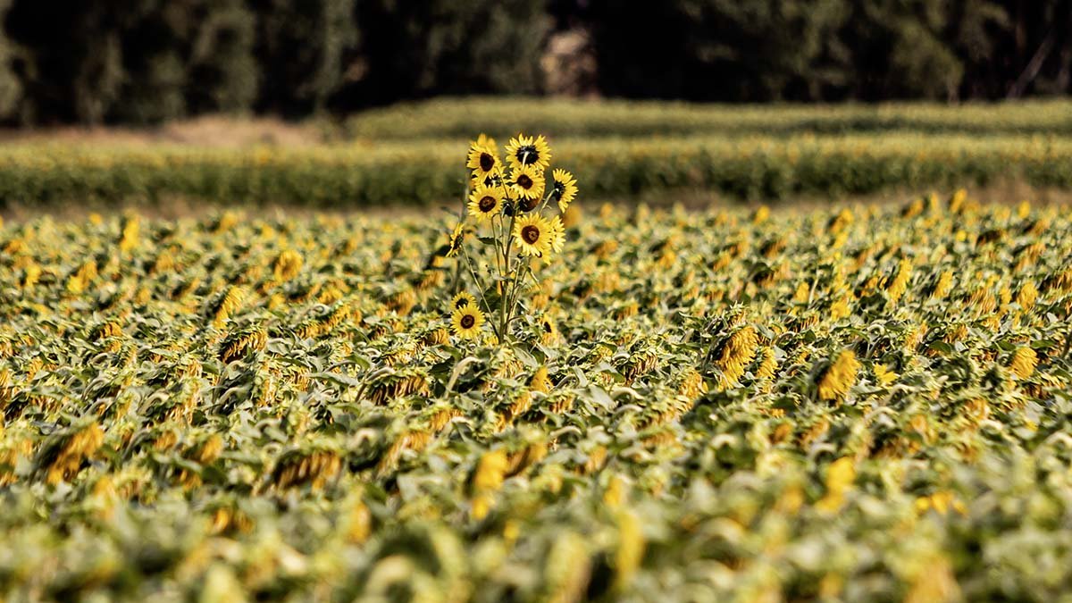 Campo de girasol en la provincia