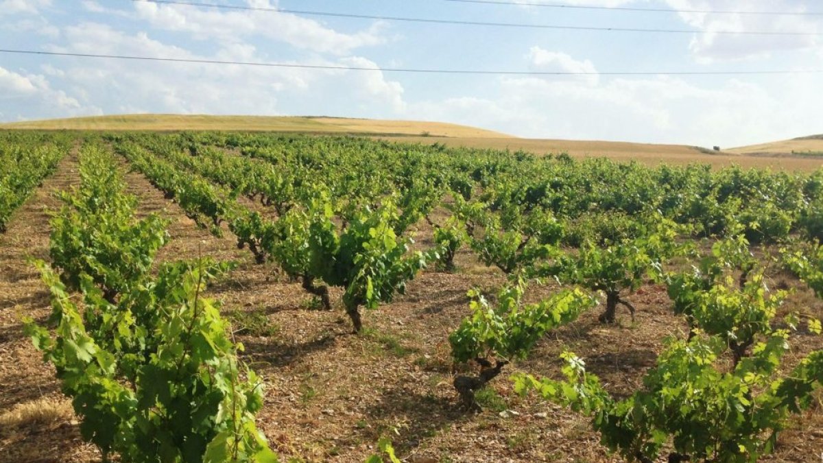 En Soria hay unas 1.400 hectáreas de viñedo.