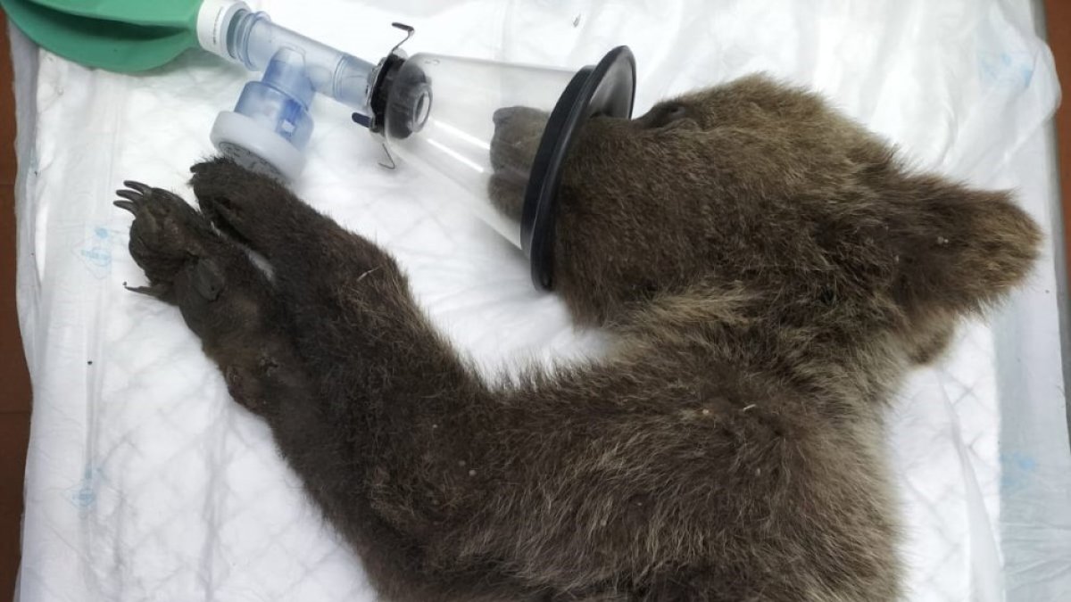 'Barniedo' durante su ingreso tras el incendio de 2024.