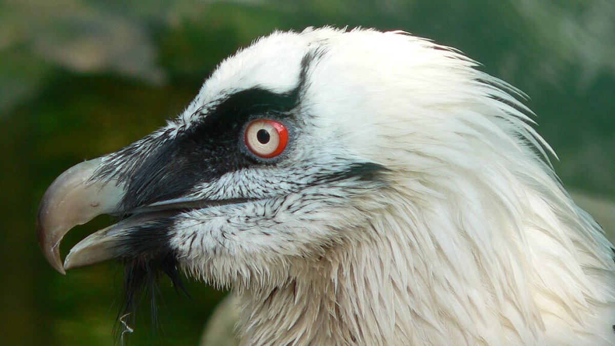 Ejemplar adulto de quebrantahuesos.