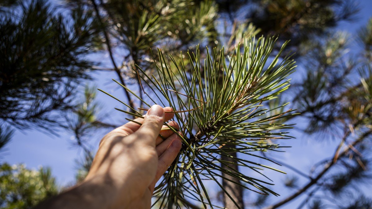 Acículas de un pino joven en la zona de Pinares Llanos.