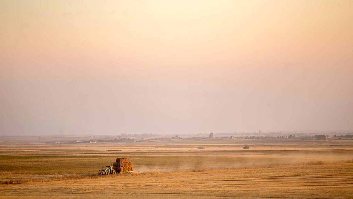 Extensión de cereal en Tierra de Campos.