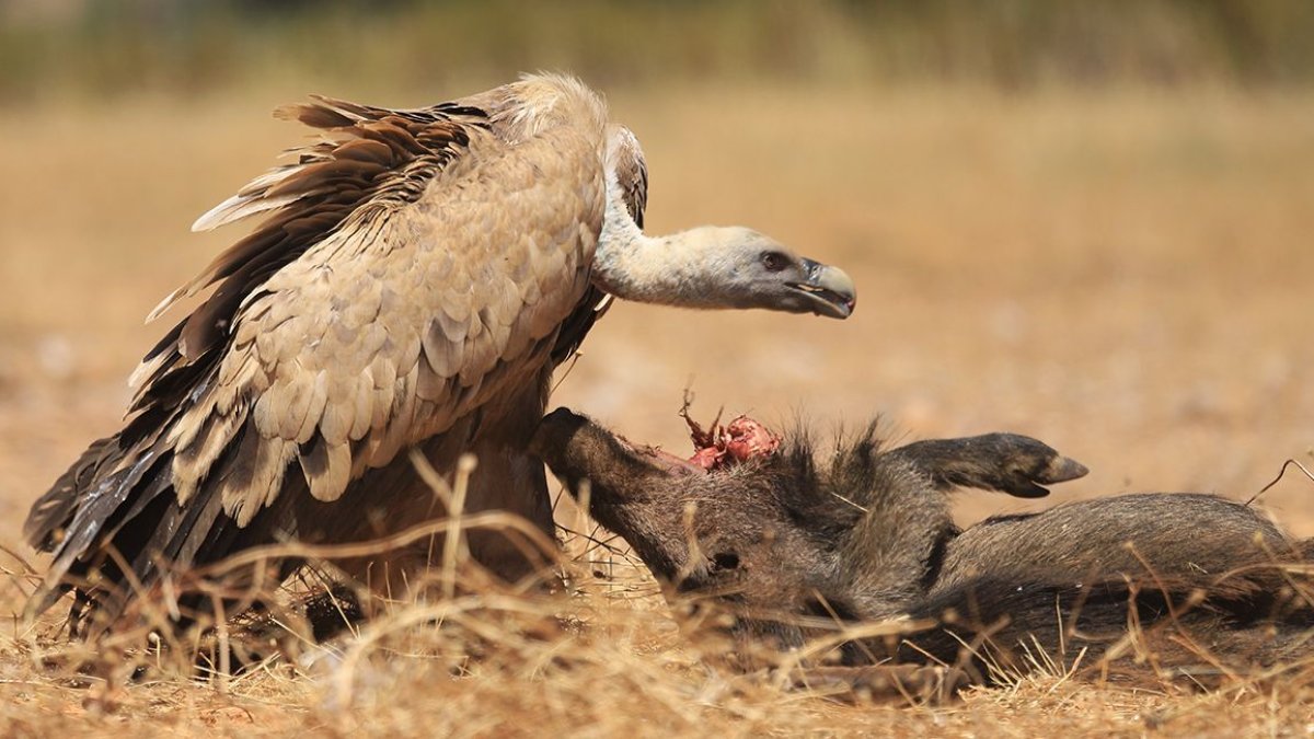 Un buitre leonado alimentándose.