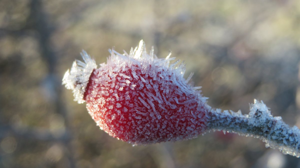 Un escaramujo cubierto por cristales de hielo en la mañana de este miércoles.