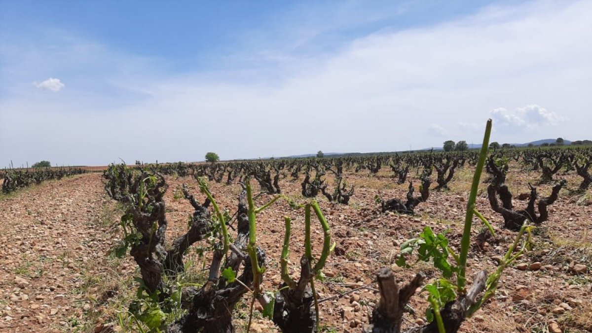 Daños en un viñedo