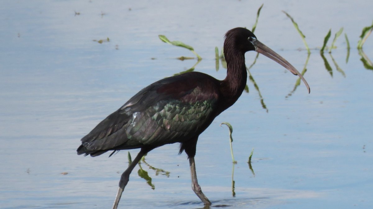 Ejemplar de morito, un ave que habita en las lagunas de Castilla y León.