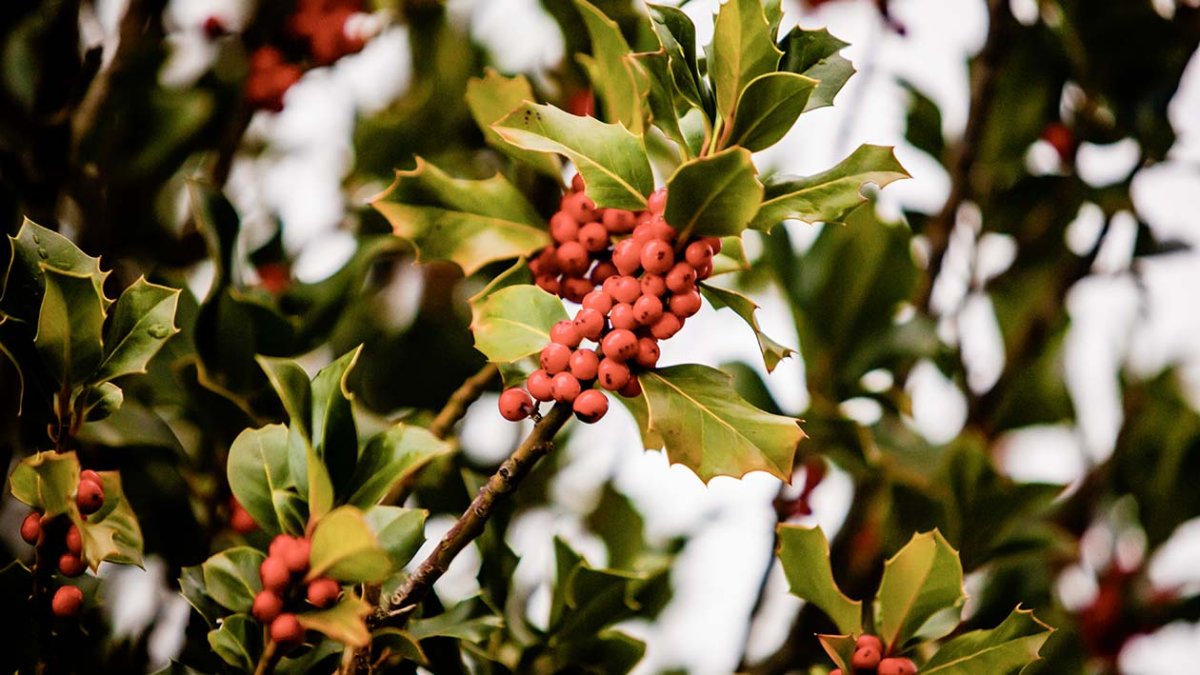 La reserva del acebal ha incrementado el número de visitantes. En la imagen, un acebo.