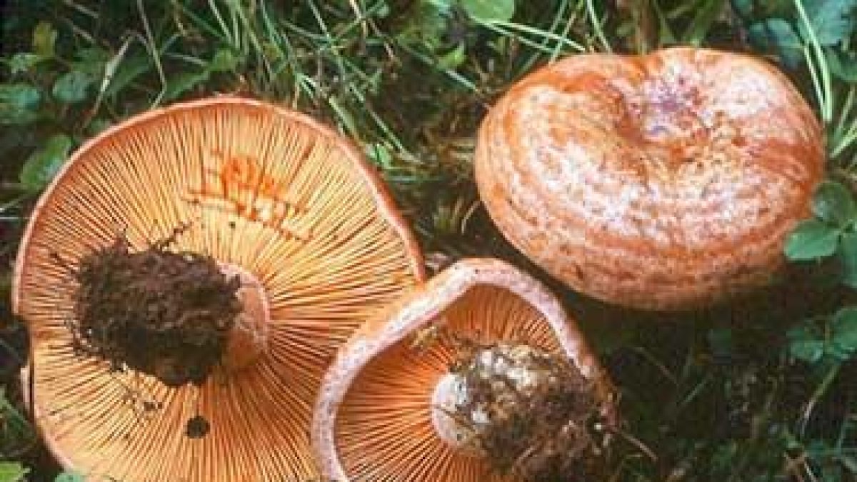 Níscalos en una imagen de archivo.