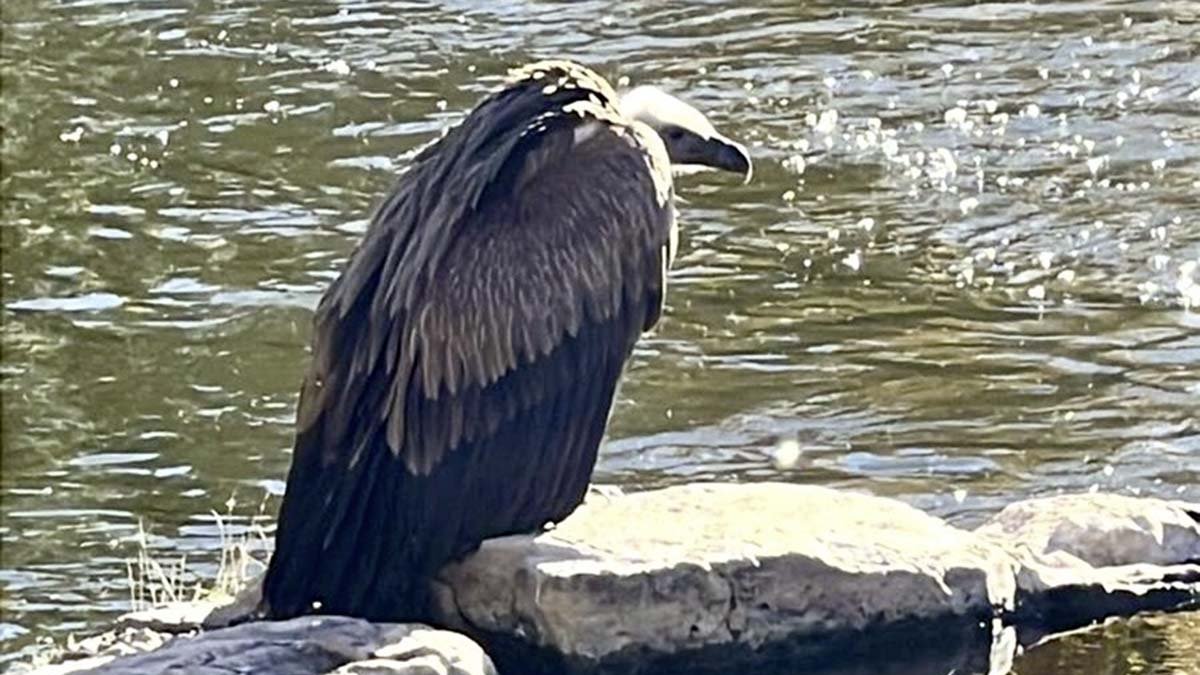 Buitre posado junto al Duero.