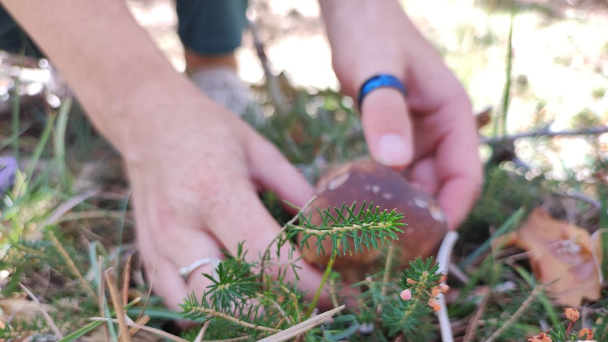 Soria sufre el peor año micológico de la serie histórica por la falta de lluvias.
