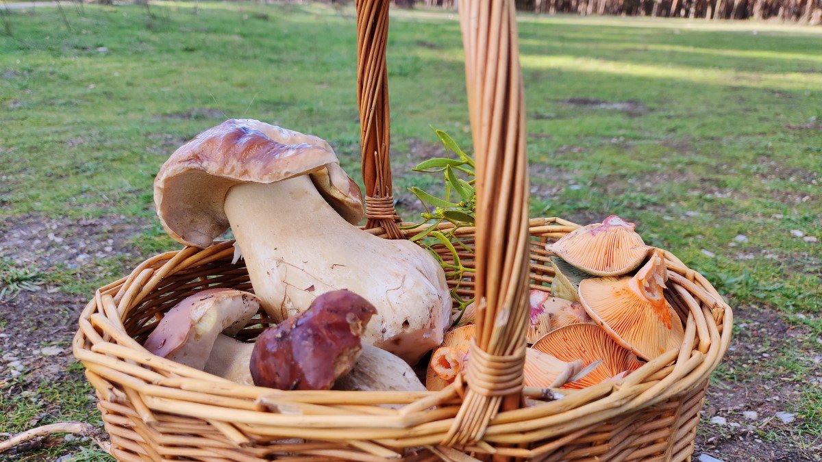 Una cesta 'mixta' de boletus y níscalos cogida a 25 de noviembre de 2022, lo que muestra que aún queda tiempo para que puedan producirse fructificaciones.