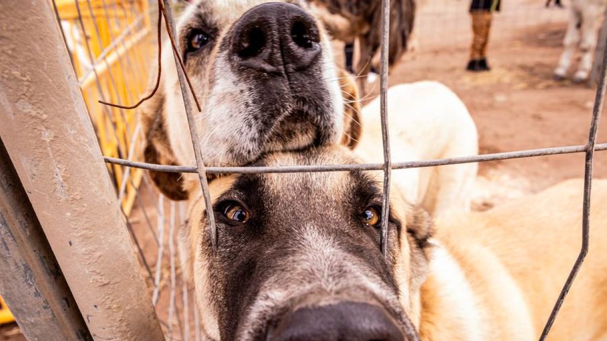 Una tradicional jornada para conocer la actividad ganadera de la zona