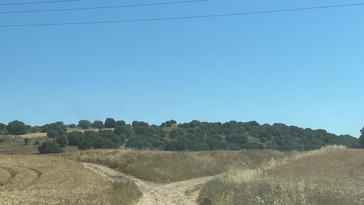 Camino rural en Ólvega.