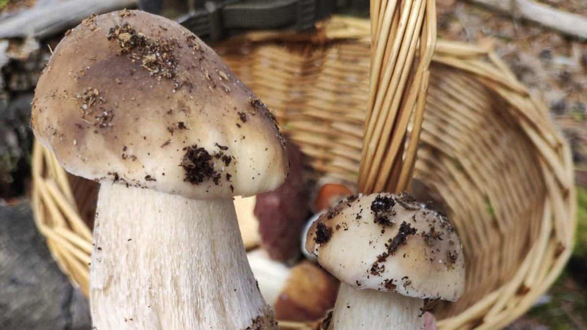 Una pareja de boletus edulis recién recolectados